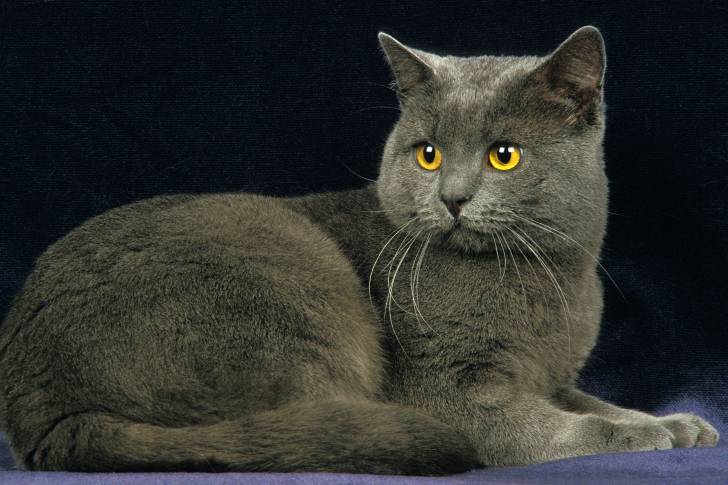 Un Chartreux aux yeux jaunes allongé