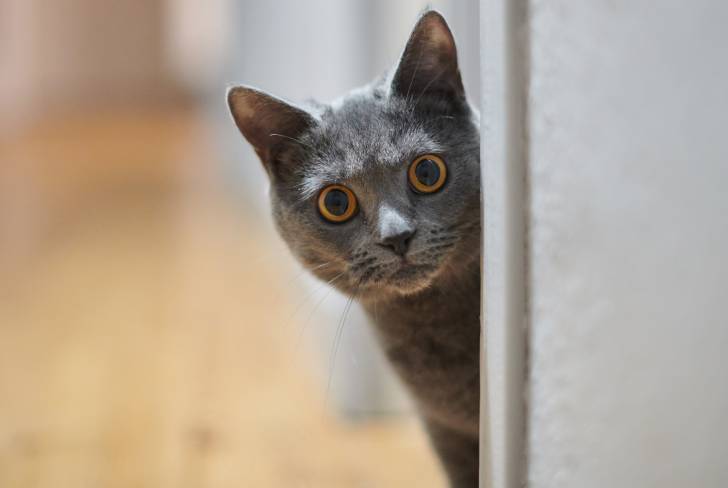 Photo Chartreux