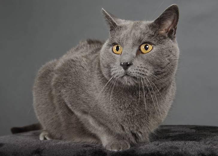 Un Chartreux aux yeux jaunes