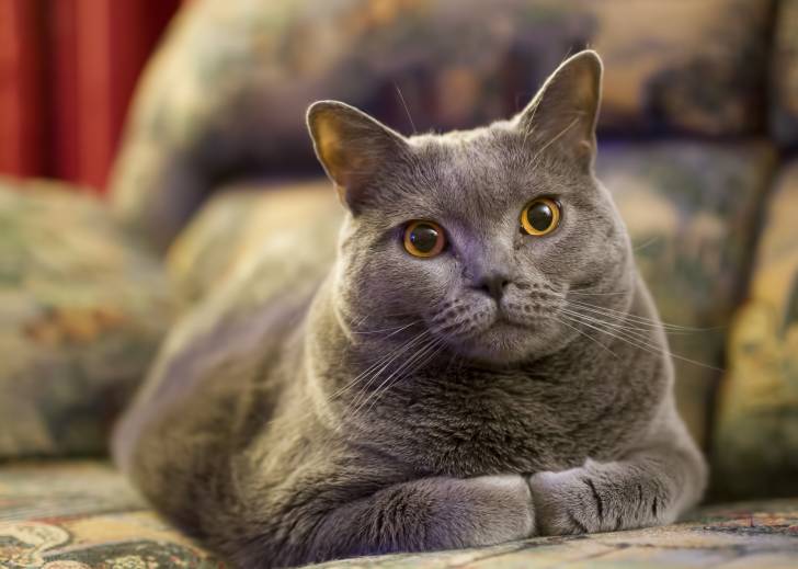 Un Chartreux aux yeux jaunes assis sur un canapé