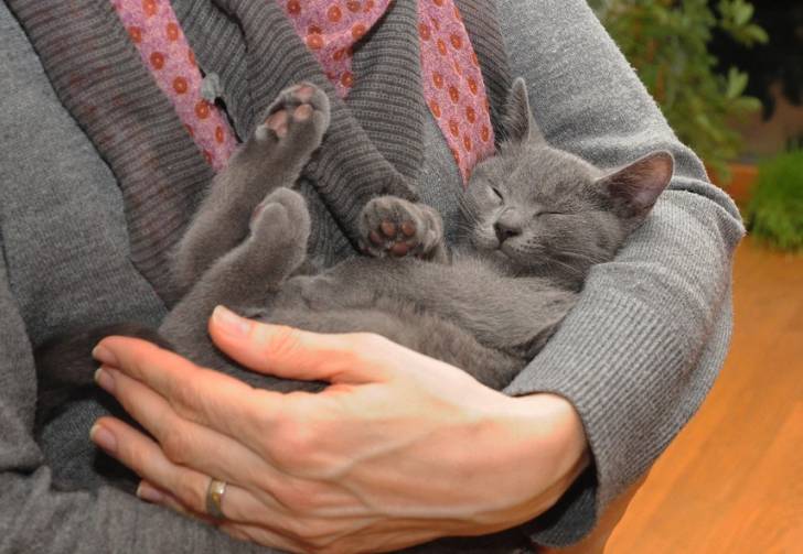 Un Chartreux dans les bras de sa maîtresse