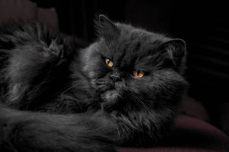 Un Persan noir allongé sur un canapé
