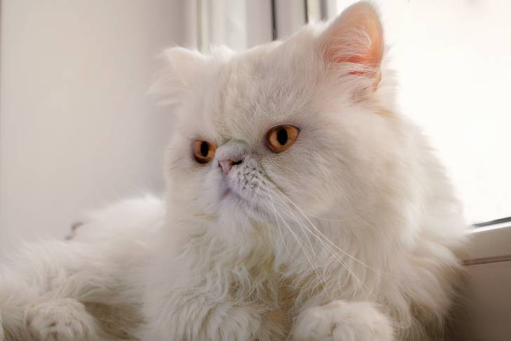 Un Persan blanc aux yeux jaune vif assis devant une fenêtre