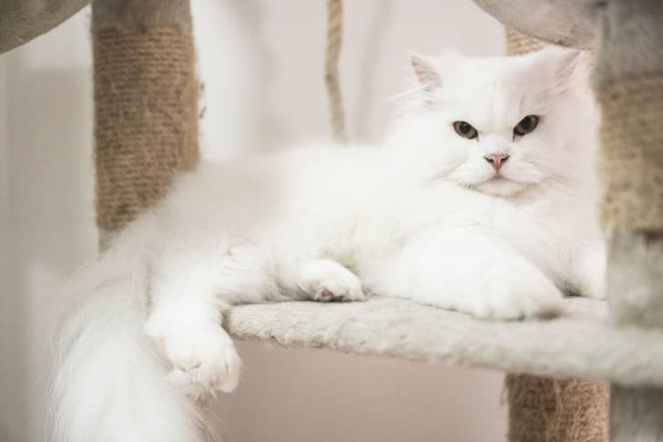 Un Persan blanc allongé sur un arbre à chat