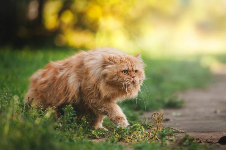 Un Persan en train de marcher dans l'herbe