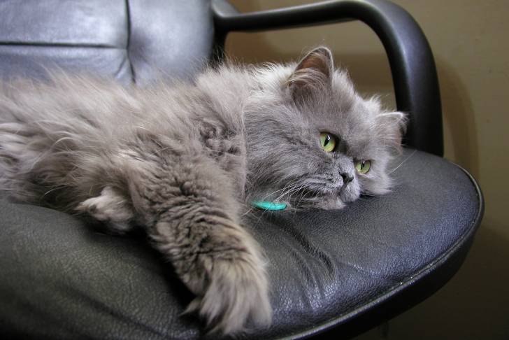 Un Persan allongé sur une chaise de bureau
