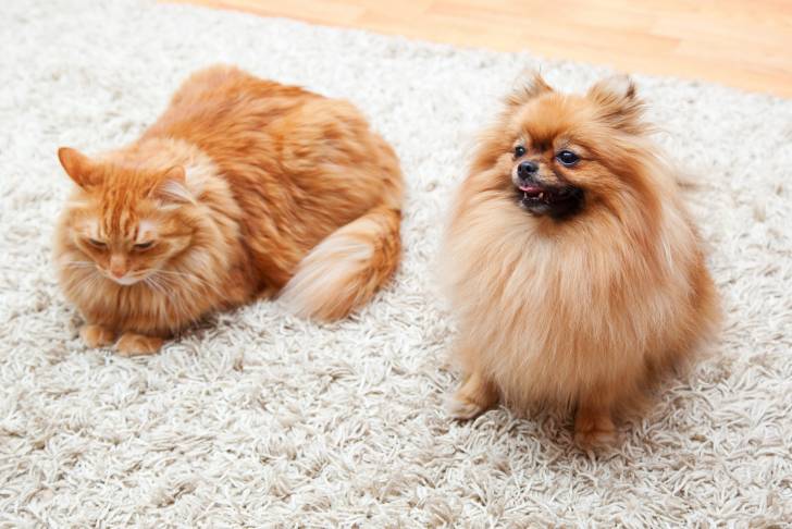 Un Persan assis à côté d'un chien sur un tapis