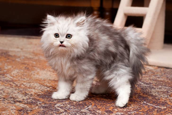 Un chaton Persan dans un appartement 