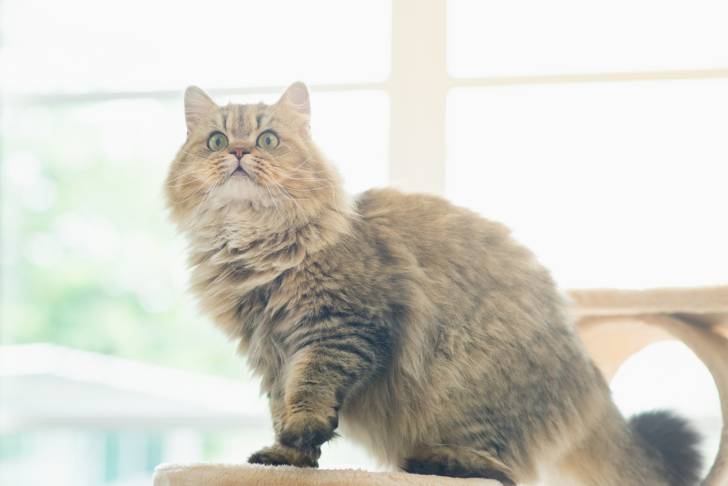 Un Persan assis sur un arbre à chat