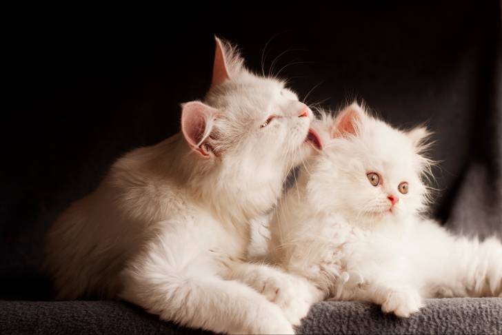 Un Persan en train de faire la toilette à son chaton