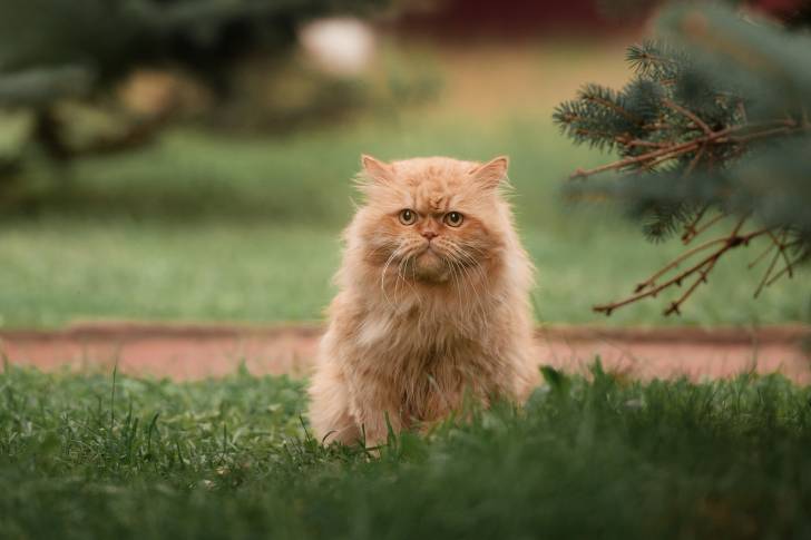 Un Persan assis dans un jardin