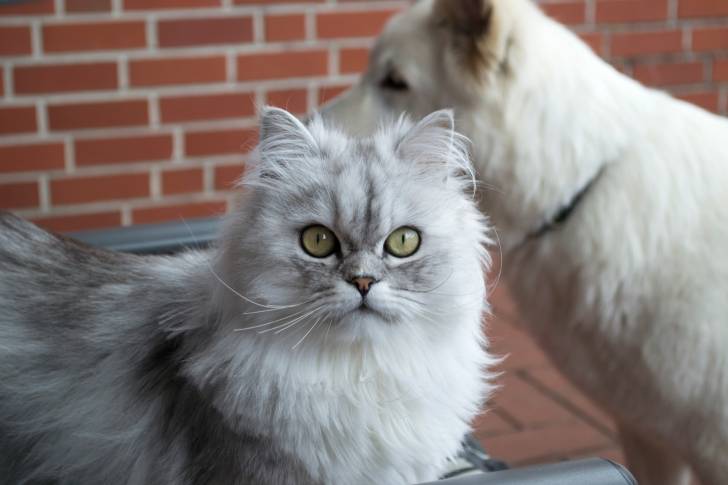 Un Persan et un chien  en extérieur 