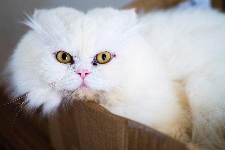Un gros chat Persan blanc aux yeux jaunes perché sur une armoire