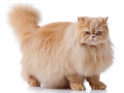 Un Persan sur fond blanc