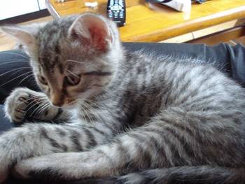moufle - Angora Turc (2 mois)