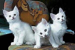 Angora Turc - Angora Turc