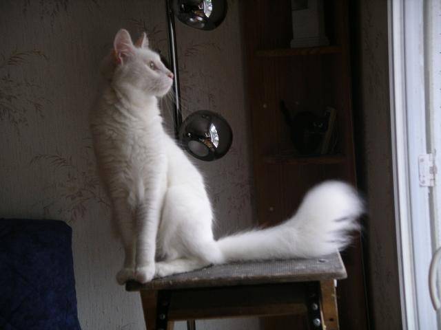Angora turc Van Gogh - Angora Turc
