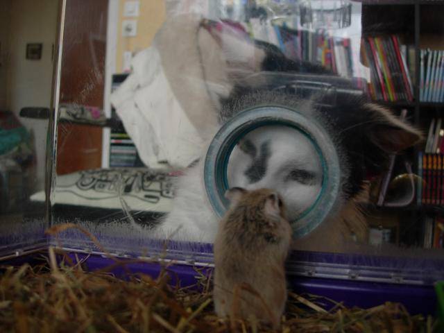 angora turc - Angora Turc