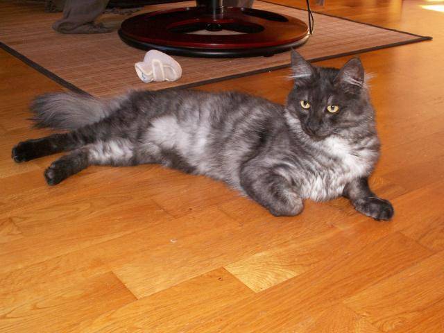 angora turc pietro - Angora Turc