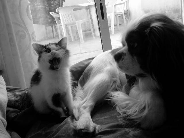 milka angora turc et poupy cavalier king charles - Angora Turc