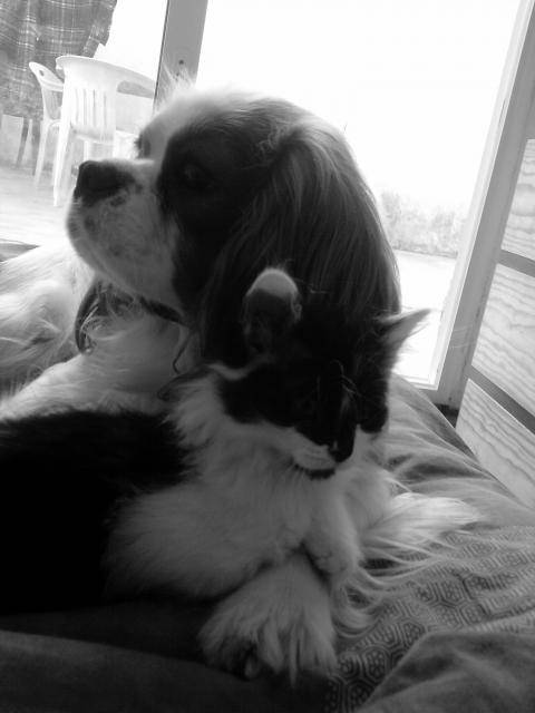 socrate, angora turc et poupy cavalier king charles - Angora Turc
