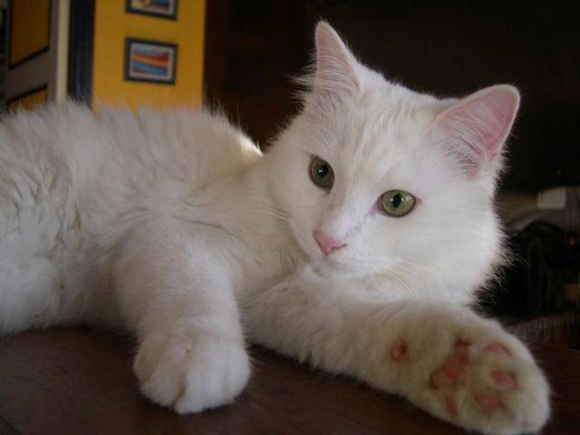 Néo, Angora turc - Angora Turc