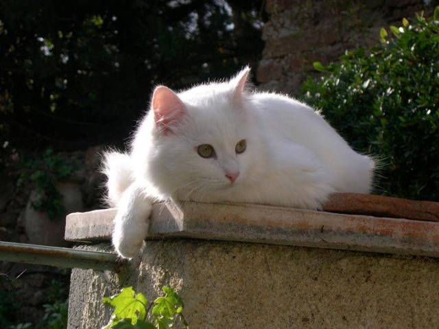 Néo, Angora turc - Angora Turc