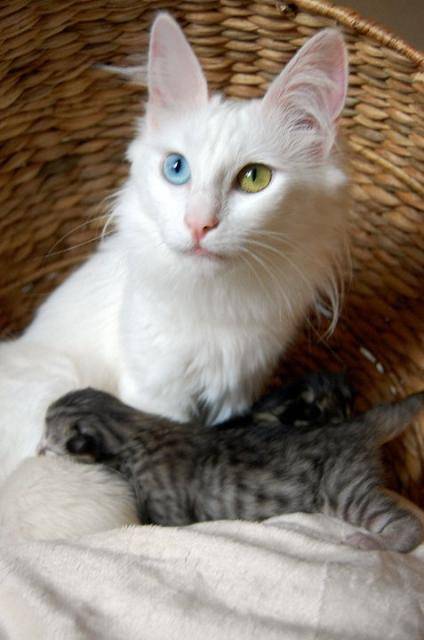 Doudinka angora turc blanche aux yeux impairs - Angora Turc