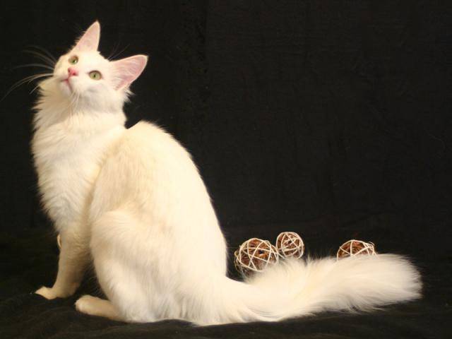 Tama-neko Gobi, Angora turc - Angora Turc