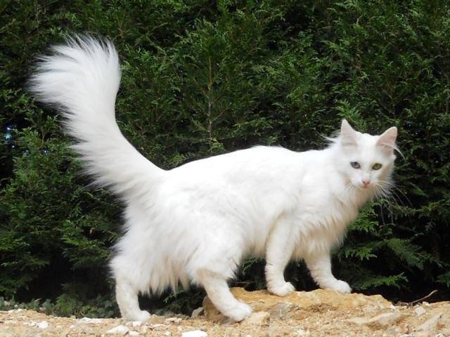 Doudinka, Angora turc - Angora Turc