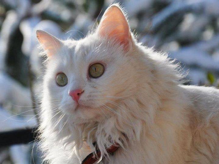 Angora turc - Angora Turc
