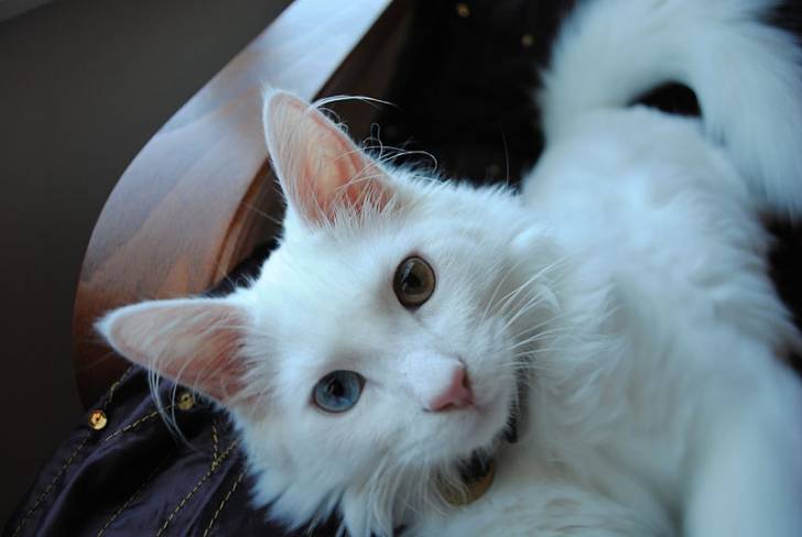 Angora turc - Angora Turc