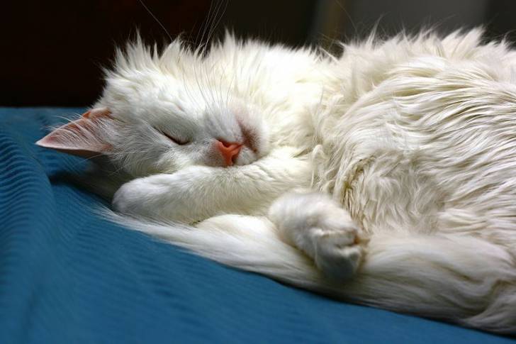 Angora turc - Angora Turc