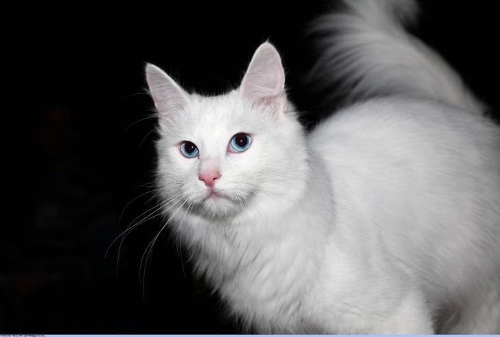 Angora turc - Angora Turc