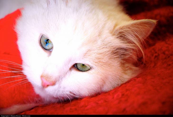 Angora turc - Angora Turc