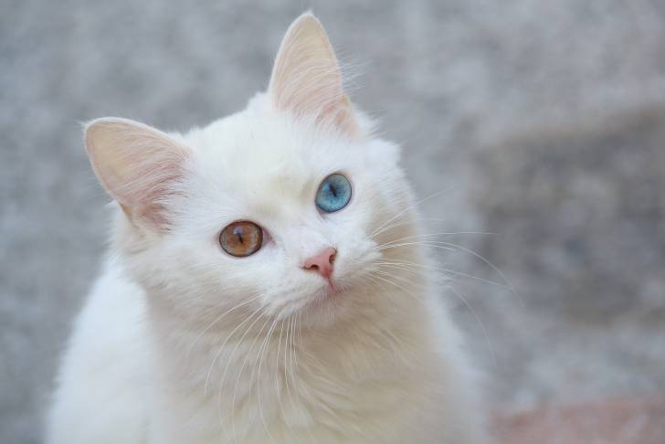 Angora turc - Angora Turc