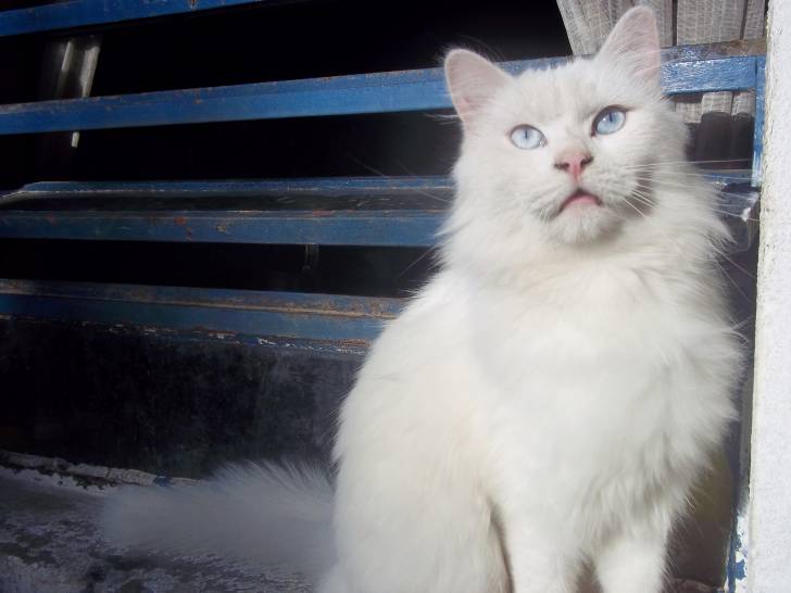 L’Angora Turc - Angora Turc