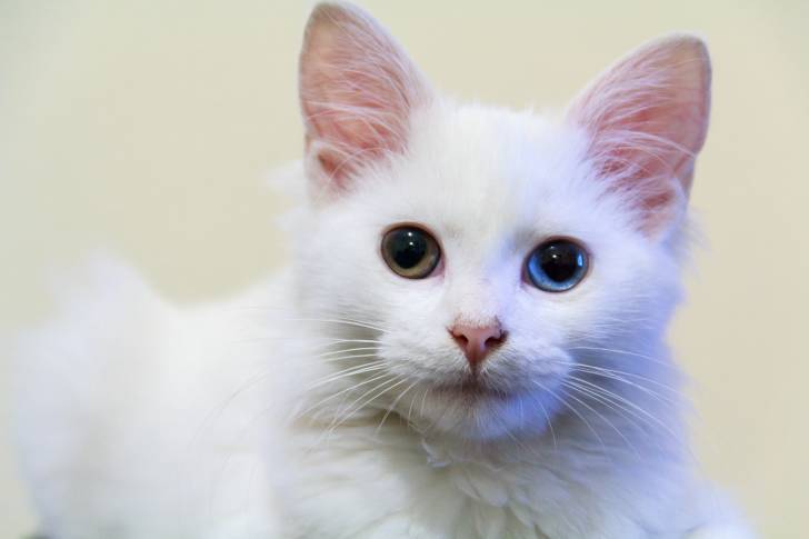 L’Angora turc - Angora Turc