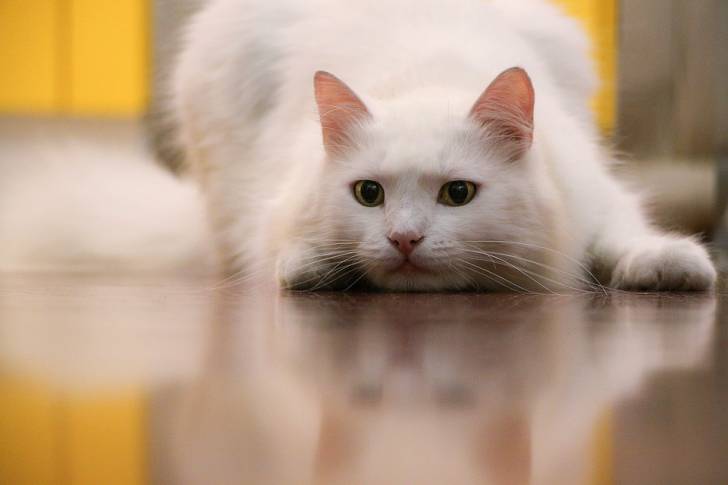 Un Angora Turc tapi au sol fait mine de chasser