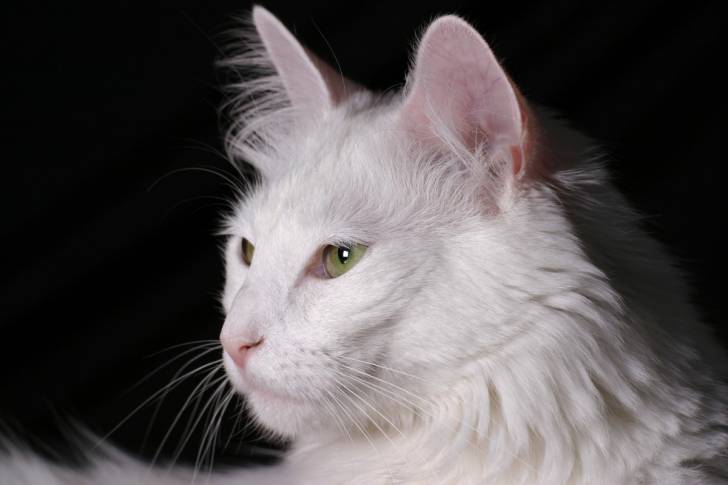 Angora Turc - Angora Turc