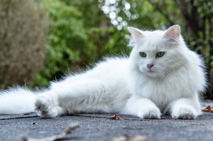 Photo Angora Turc