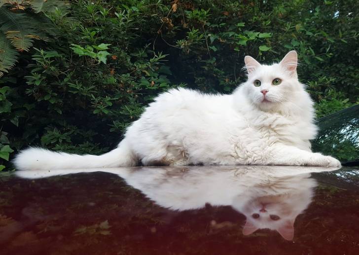 Un Angora Turc allongé sur le capot d'une voiture