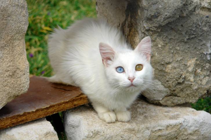 Photo Angora Turc