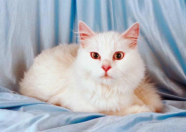 Photo Angora Turc
