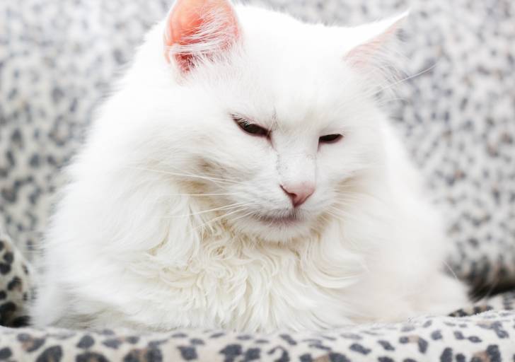 Photo Angora Turc