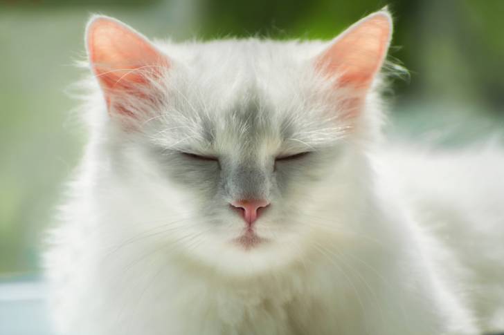 Photo Angora Turc