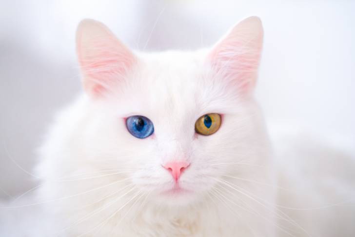 Photo Angora Turc