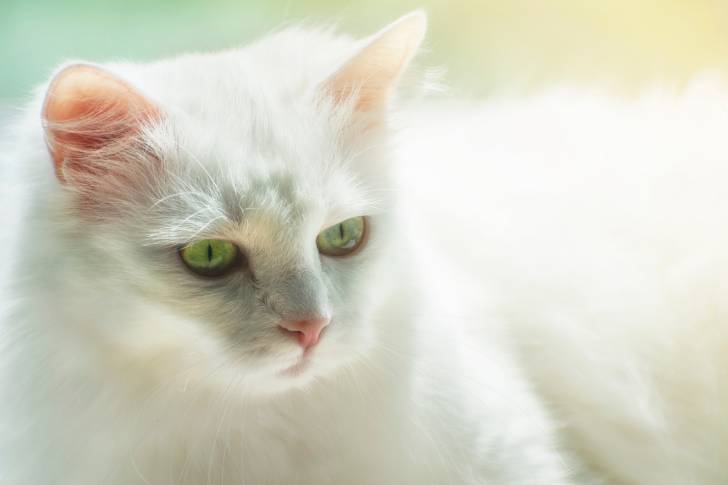 Photo Angora Turc