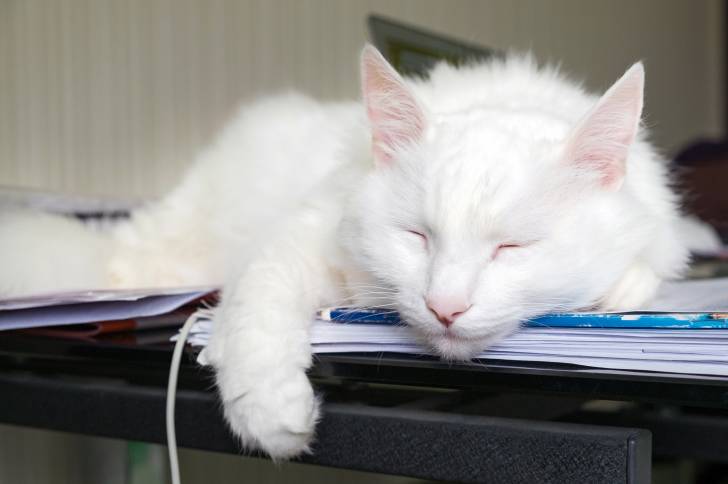 Photo Angora Turc