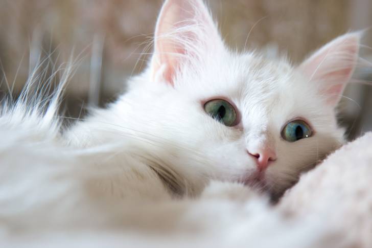 Photo Angora Turc